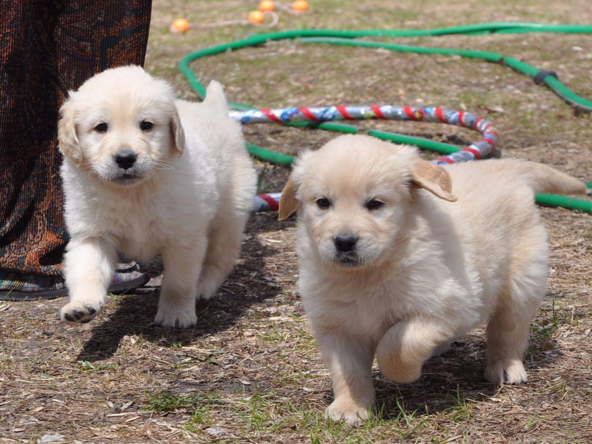 Cavalier King Charles Spaniel Puppies breeder image 42
