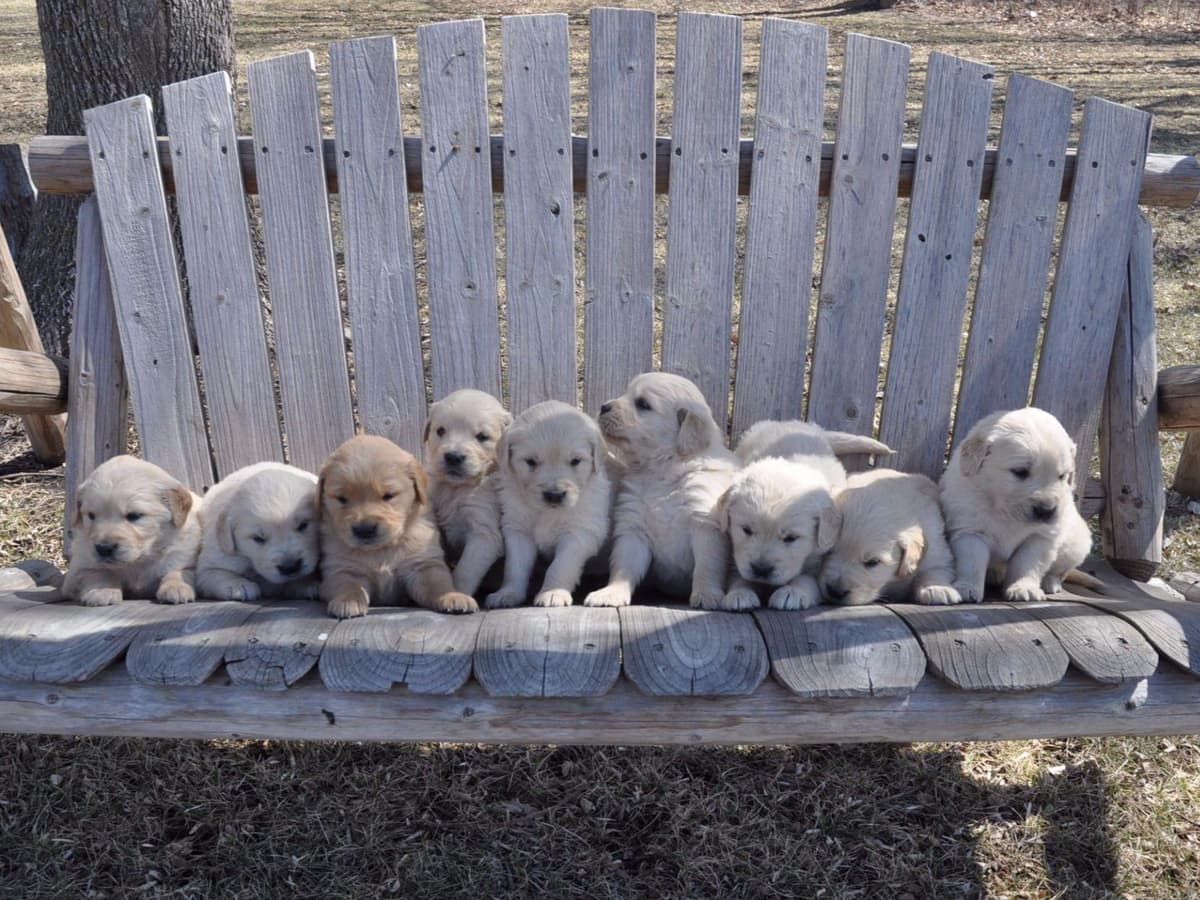 Cavalier King Charles Spaniel Puppies breeder image 43