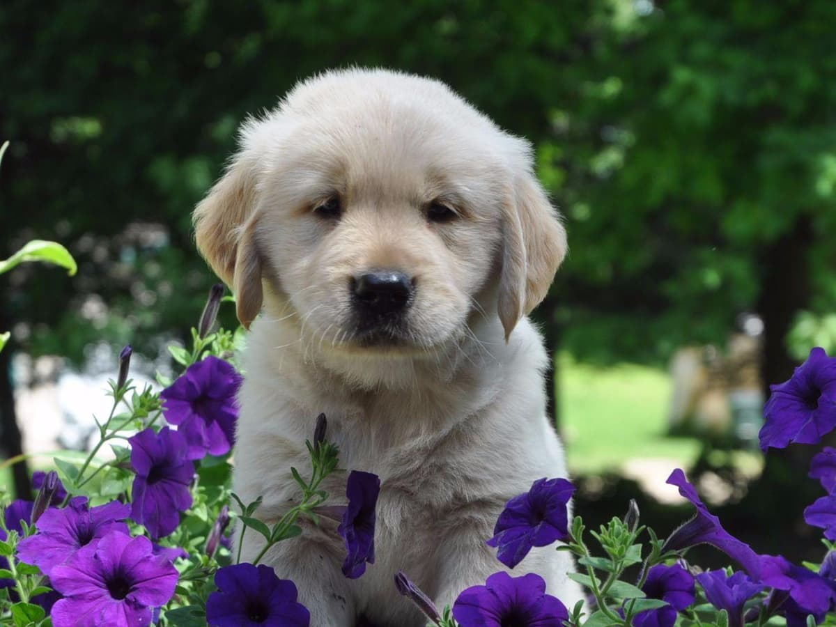 Cavalier King Charles Spaniel Puppies breeder image 55