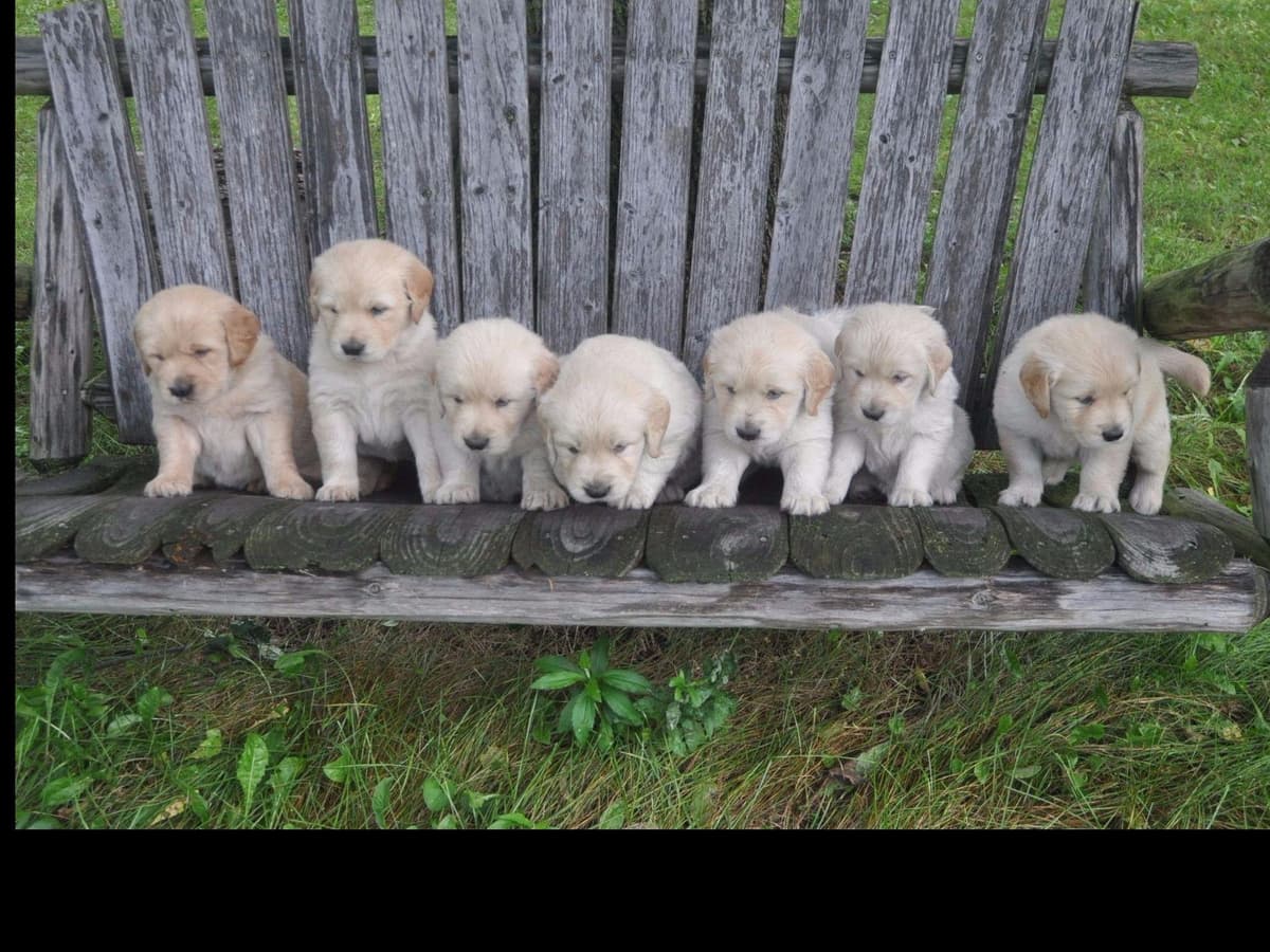 Cavalier King Charles Spaniel Puppies breeder image 58
