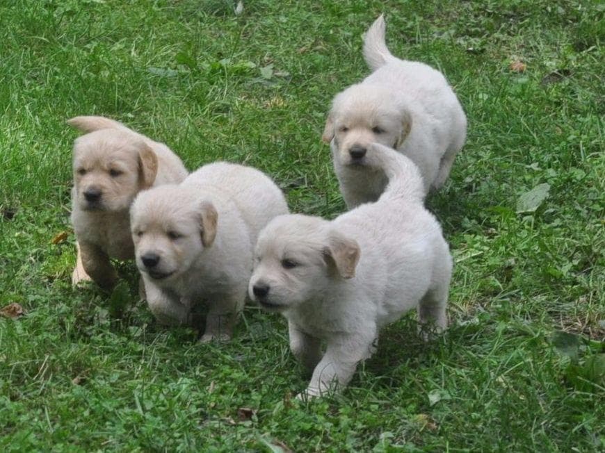 Cavalier King Charles Spaniel Puppies breeder image 60