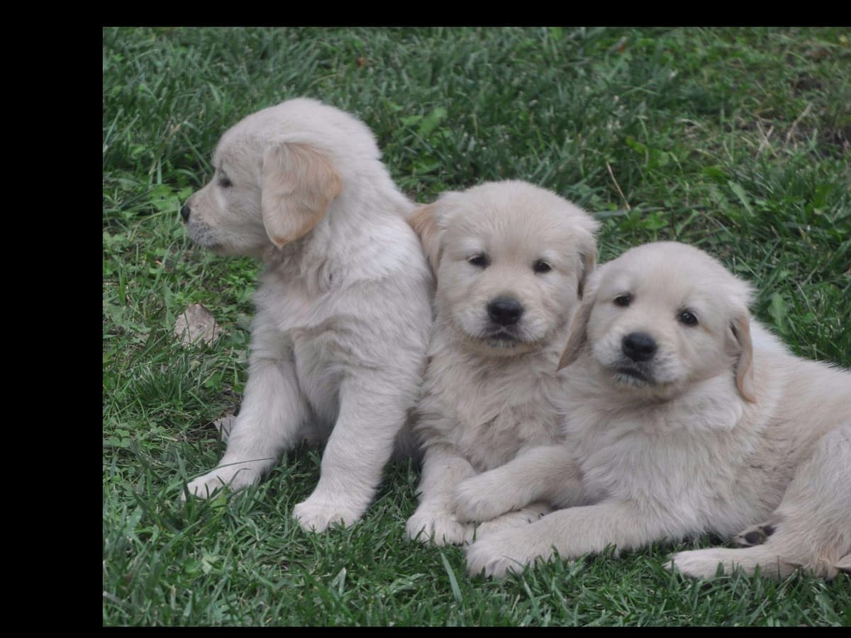 Cavalier King Charles Spaniel Puppies breeder image 61