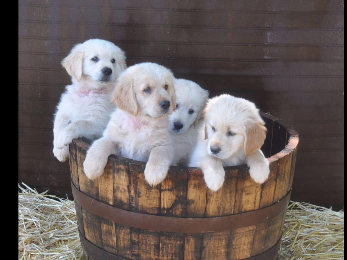 Cavalier King Charles Spaniel Puppies breeder image 64