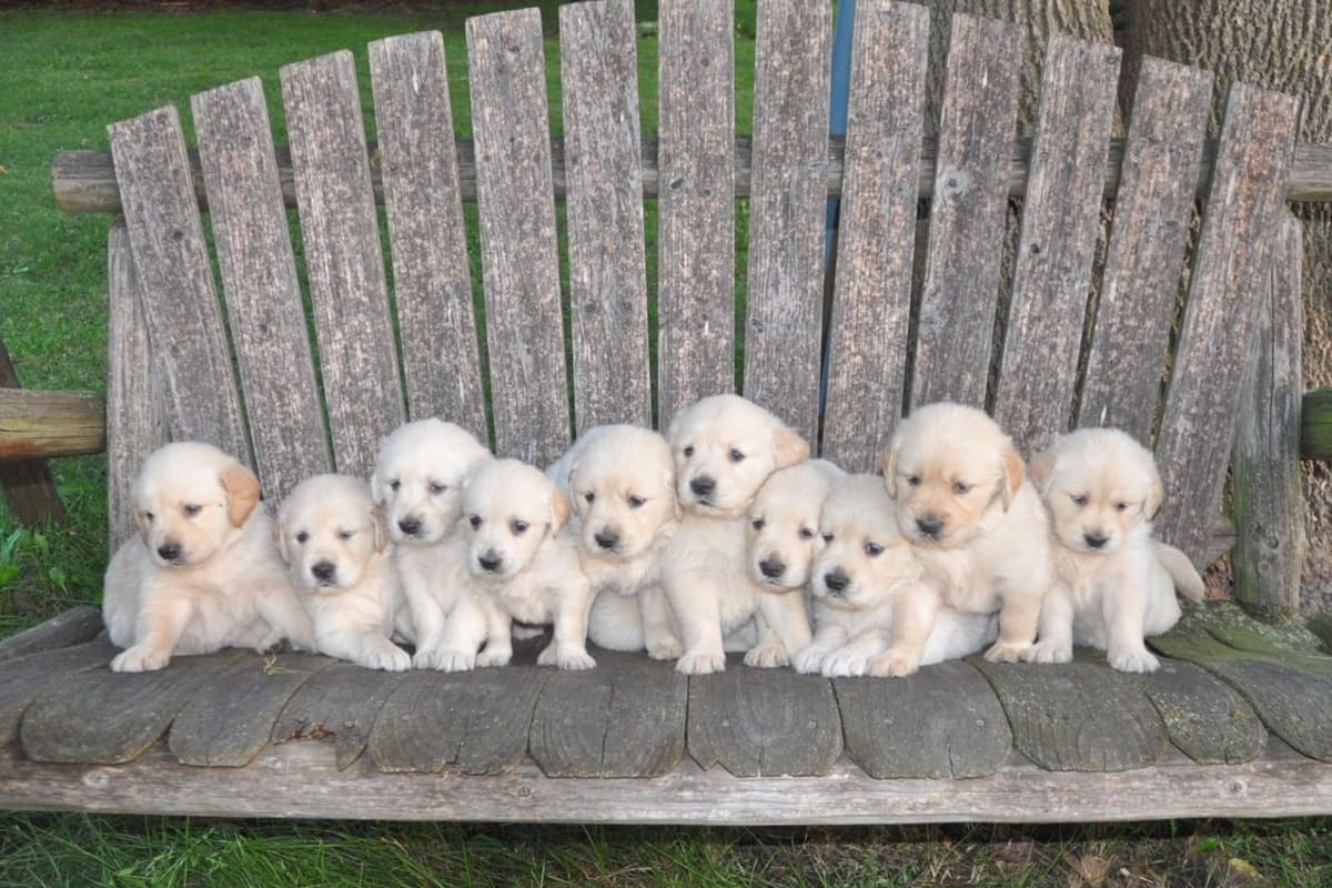 Cavalier King Charles Spaniel Puppies breeder image 1