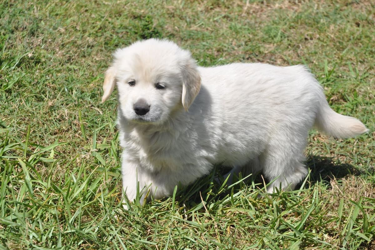 Cavalier King Charles Spaniel Puppies breeder image 16