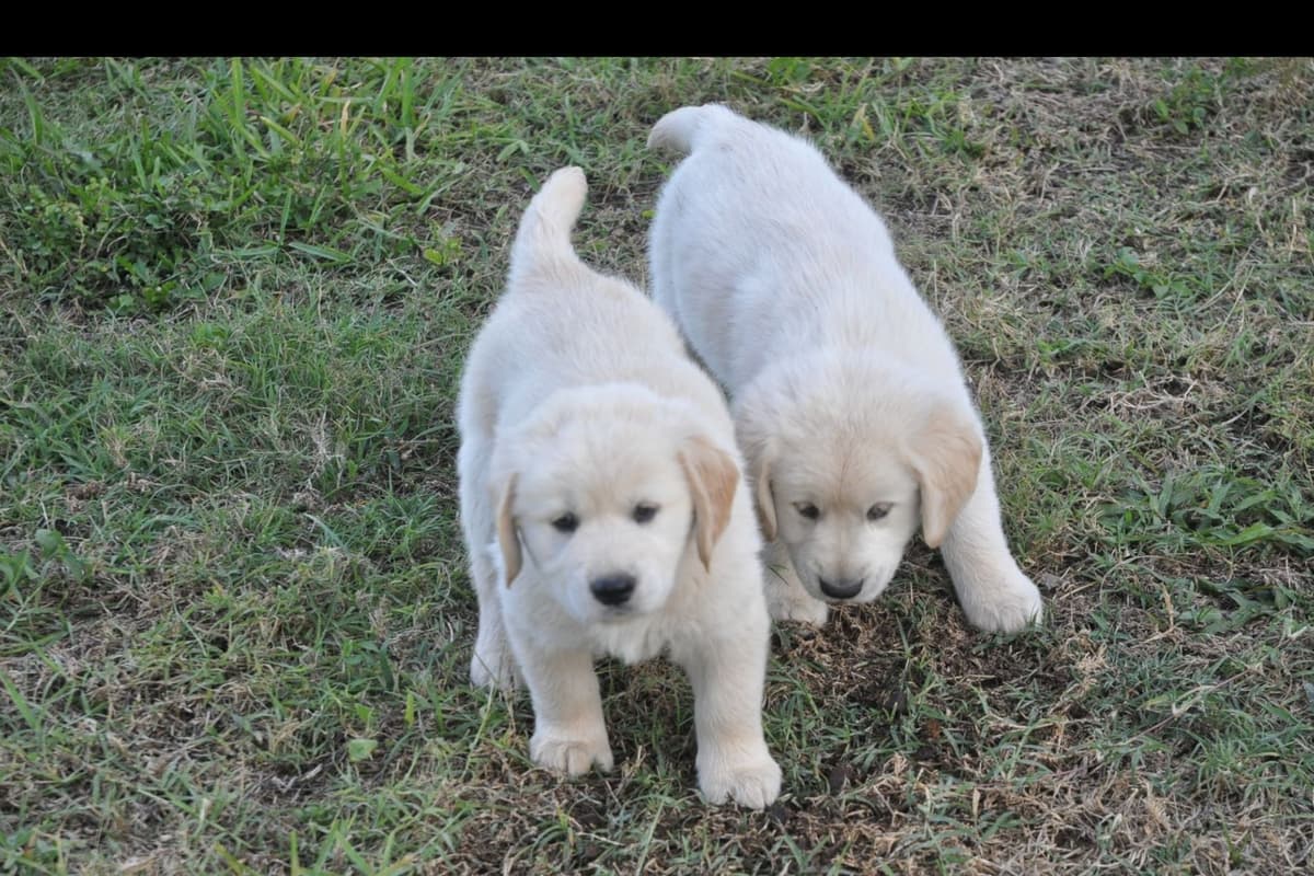 Cavalier King Charles Spaniel Puppies breeder image 15