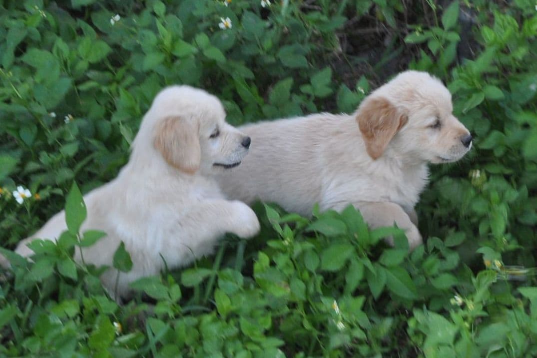 Cavalier King Charles Spaniel Puppies breeder image 13