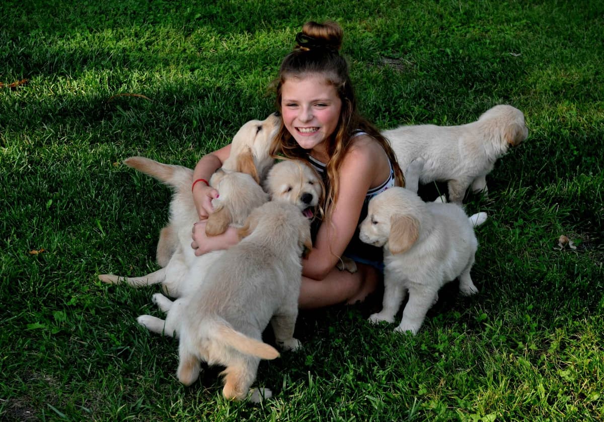 Cavalier King Charles Spaniel Puppies breeder image 72