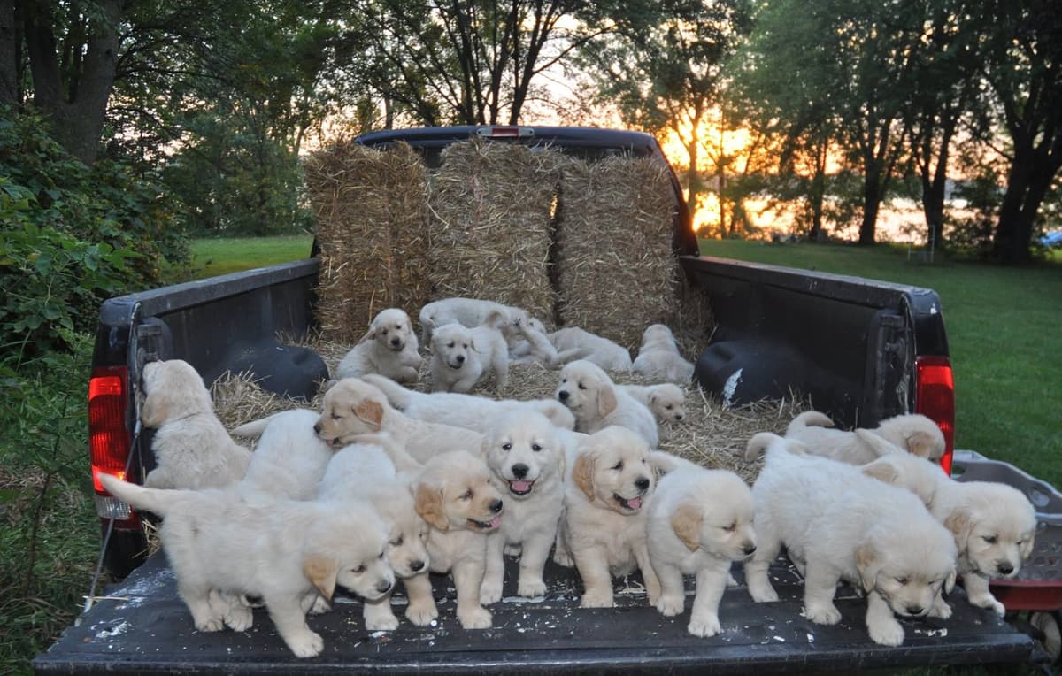 Cavalier King Charles Spaniel Puppies breeder image 73