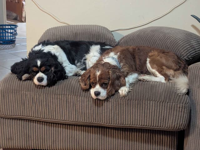 Cavalier King Charles Spaniel Puppies media 2