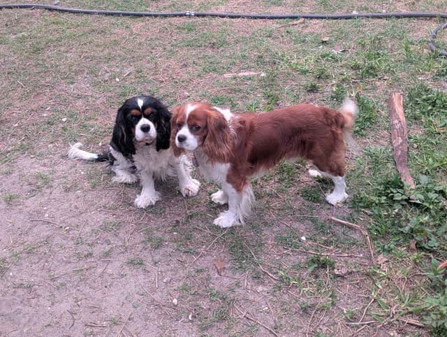 Cavalier King Charles Spaniel Puppies media 3