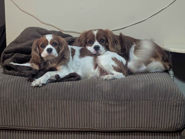 Cavalier King Charles Spaniel Puppies media 2