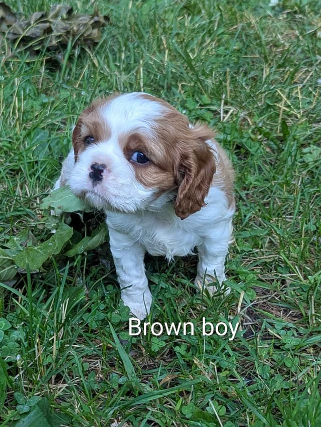 Cavalier King Charles Spaniel Puppies media 4