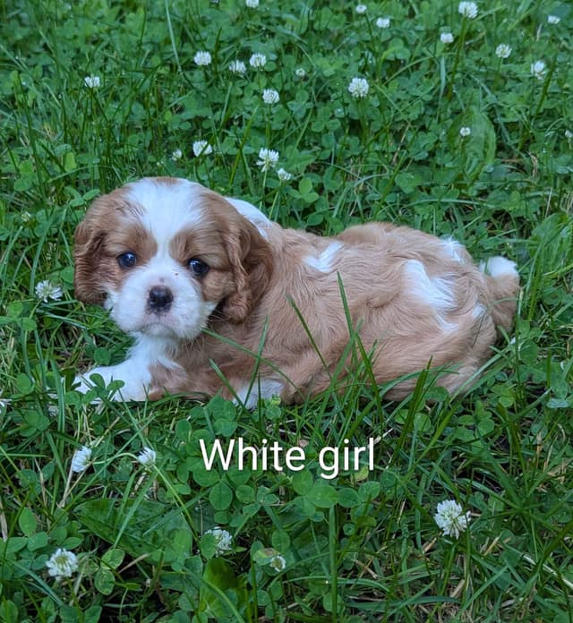 Cavalier King Charles Spaniel Puppies media 5