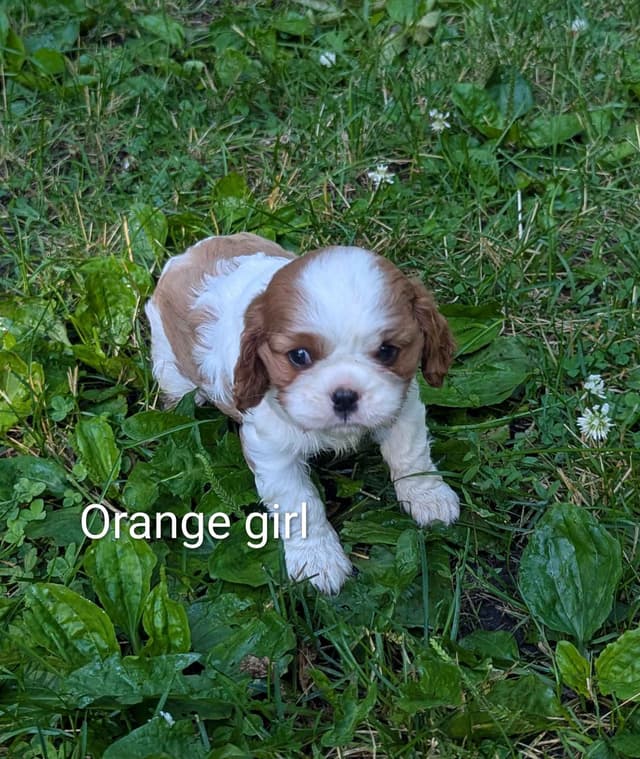 Cavalier King Charles Spaniel Puppies media 6