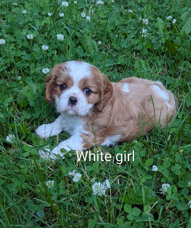 Cavalier King Charles Spaniel Puppies media 7