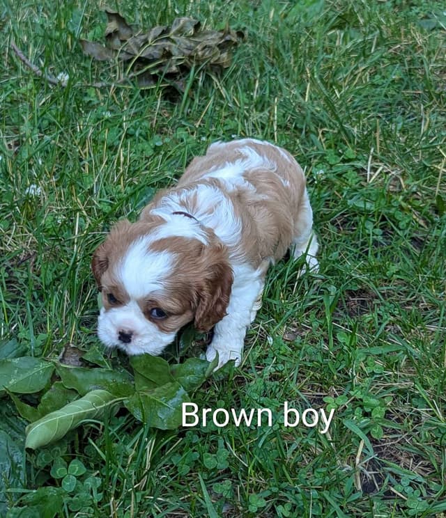 Cavalier King Charles Spaniel Puppies media 9