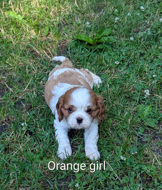 Cavalier King Charles Spaniel Puppies media 8