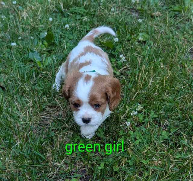 Cavalier King Charles Spaniel Puppies media 6