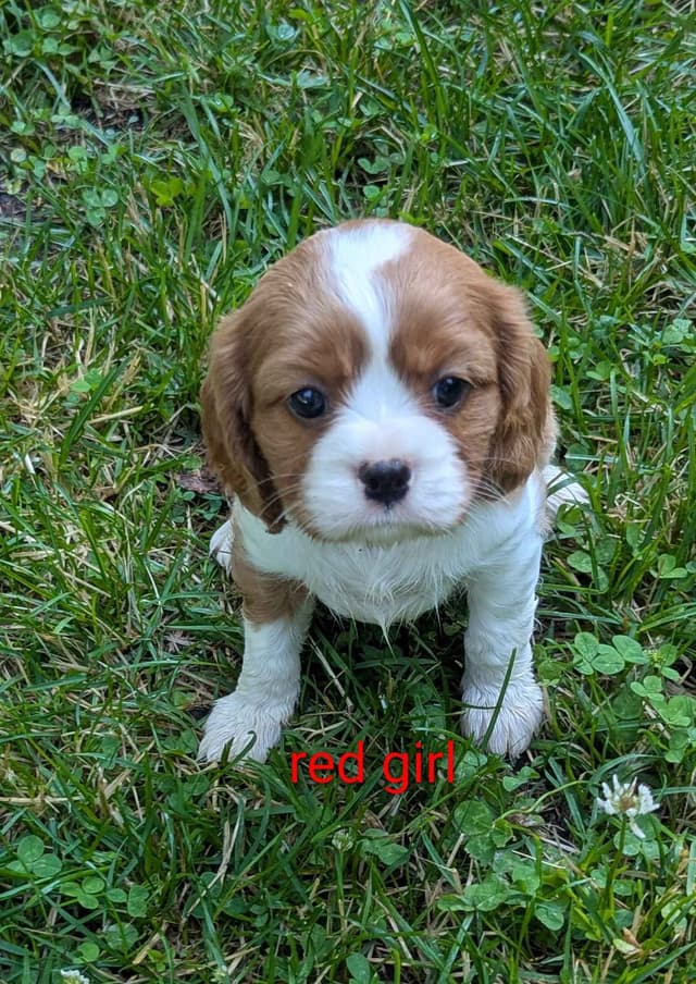 Cavalier King Charles Spaniel Puppies media 7