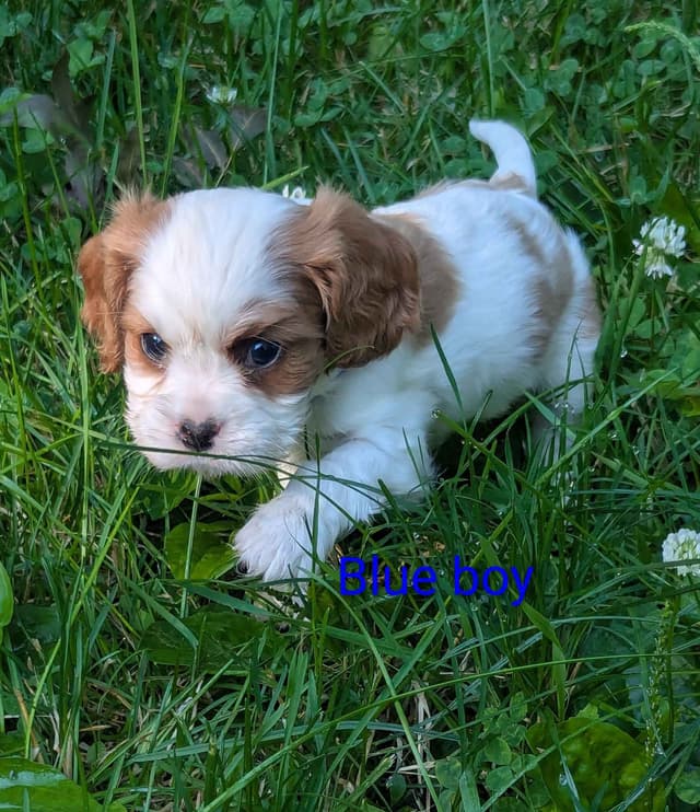 Cavalier King Charles Spaniel Puppies media 8