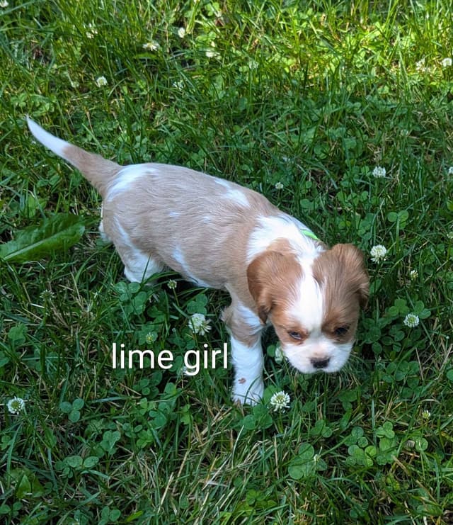Cavalier King Charles Spaniel Puppies media 9