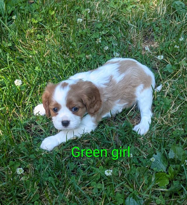Cavalier King Charles Spaniel Puppies media 10