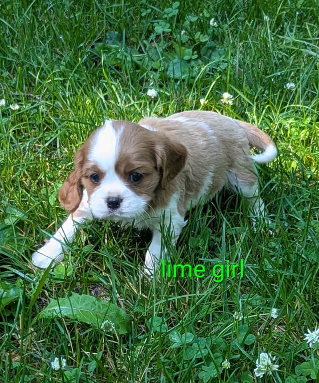 Cavalier King Charles Spaniel Puppies media 11