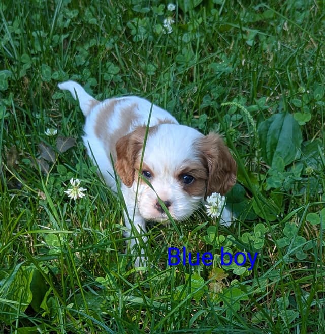 Cavalier King Charles Spaniel Puppies media 12