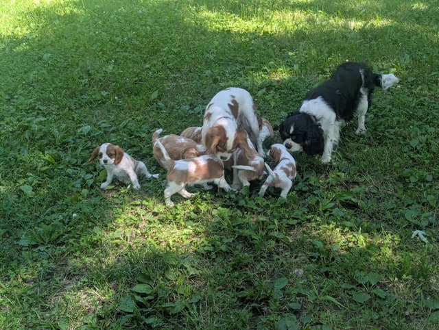 Cavalier King Charles Spaniel Puppies media 10