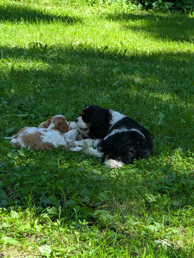 Cavalier King Charles Spaniel Puppies media 11