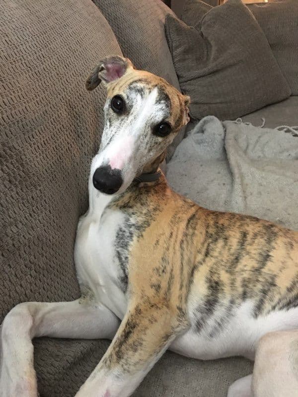 Whippet Puppies breeder image 4