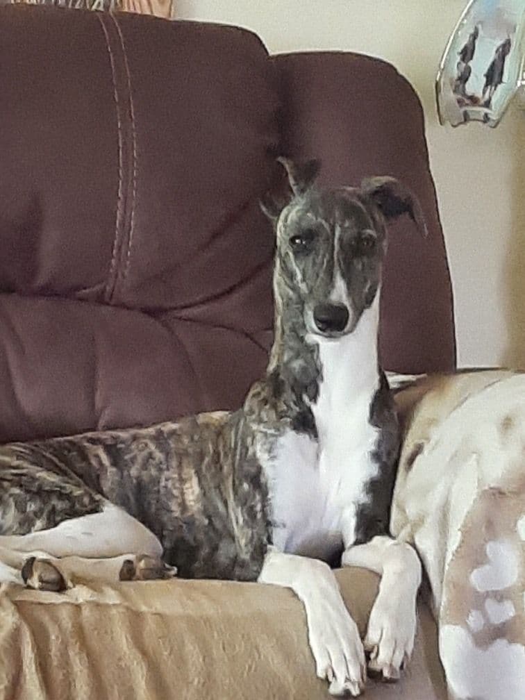 Whippet Puppies breeder image 5
