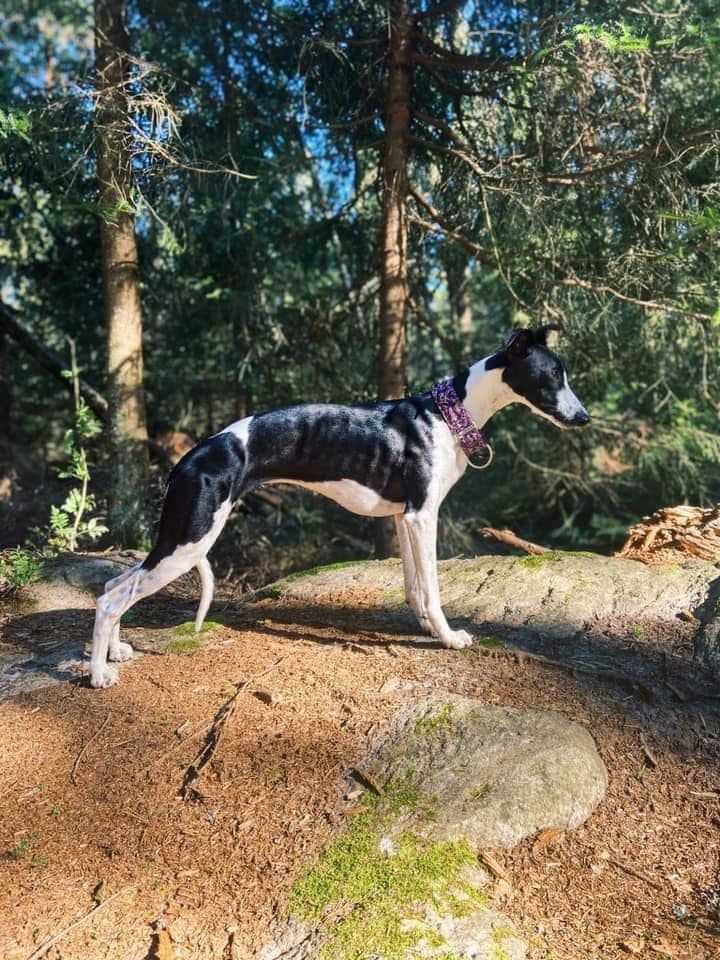 Whippet Puppies breeder image 6