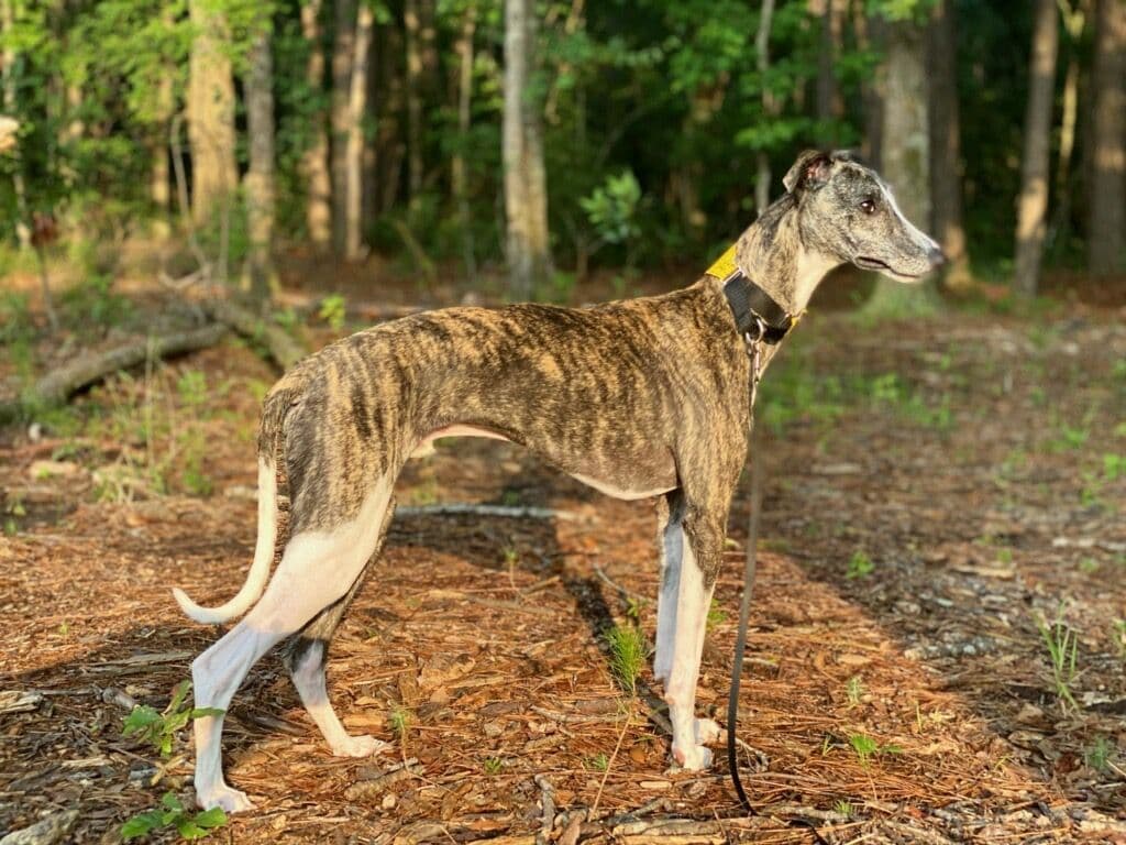 Whippet Puppies breeder image 7