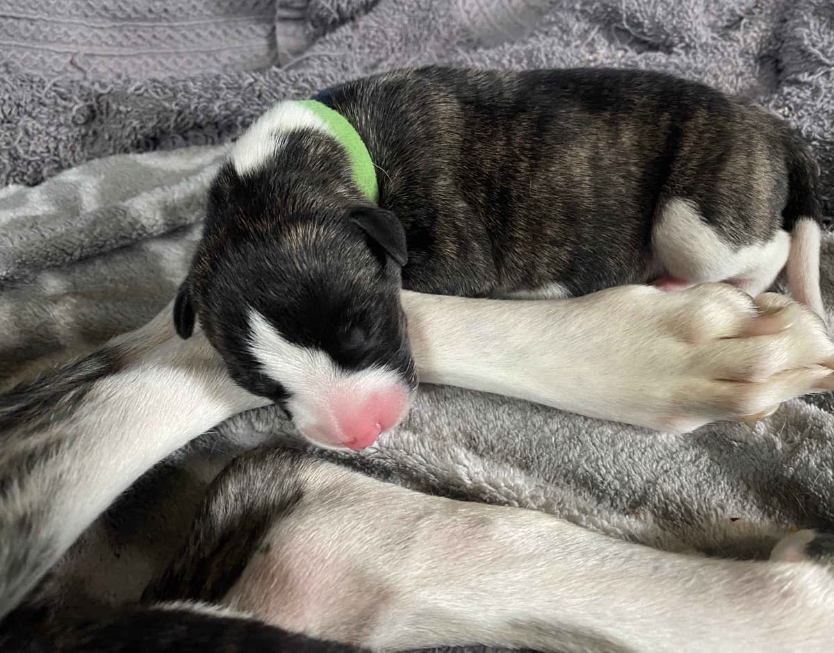 Whippet Puppies breeder image 10