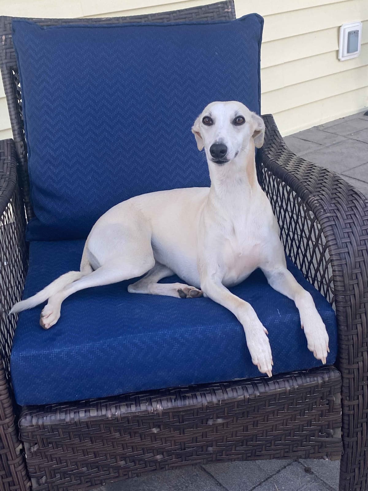 Whippet Puppies breeder image 1
