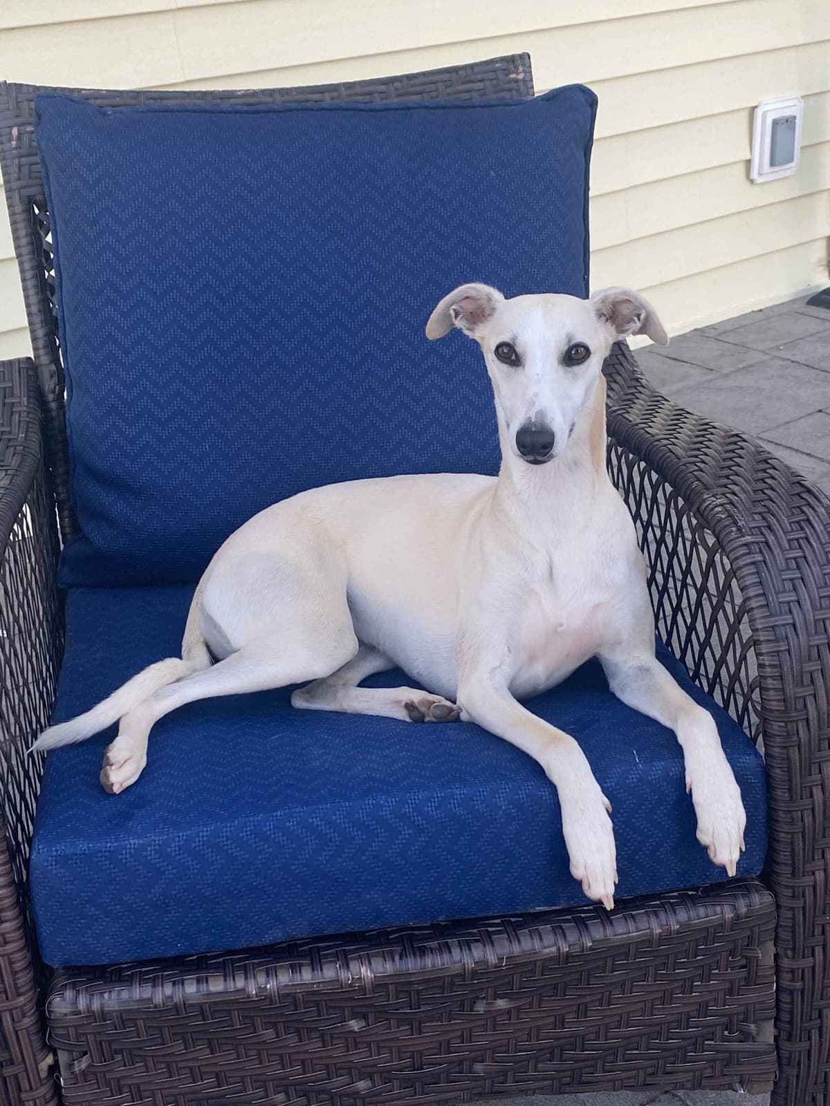 Whippet Puppies breeder image 12