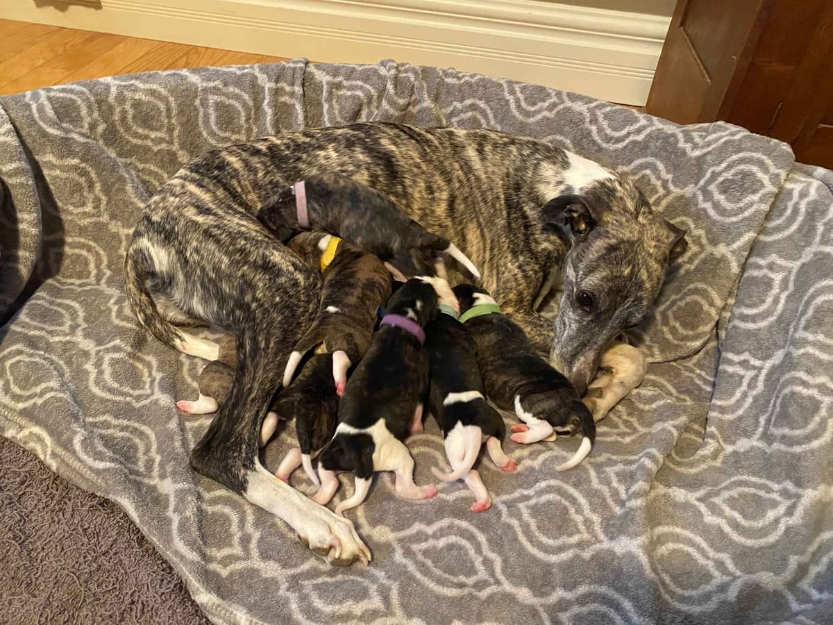Whippet Puppies breeder image 3