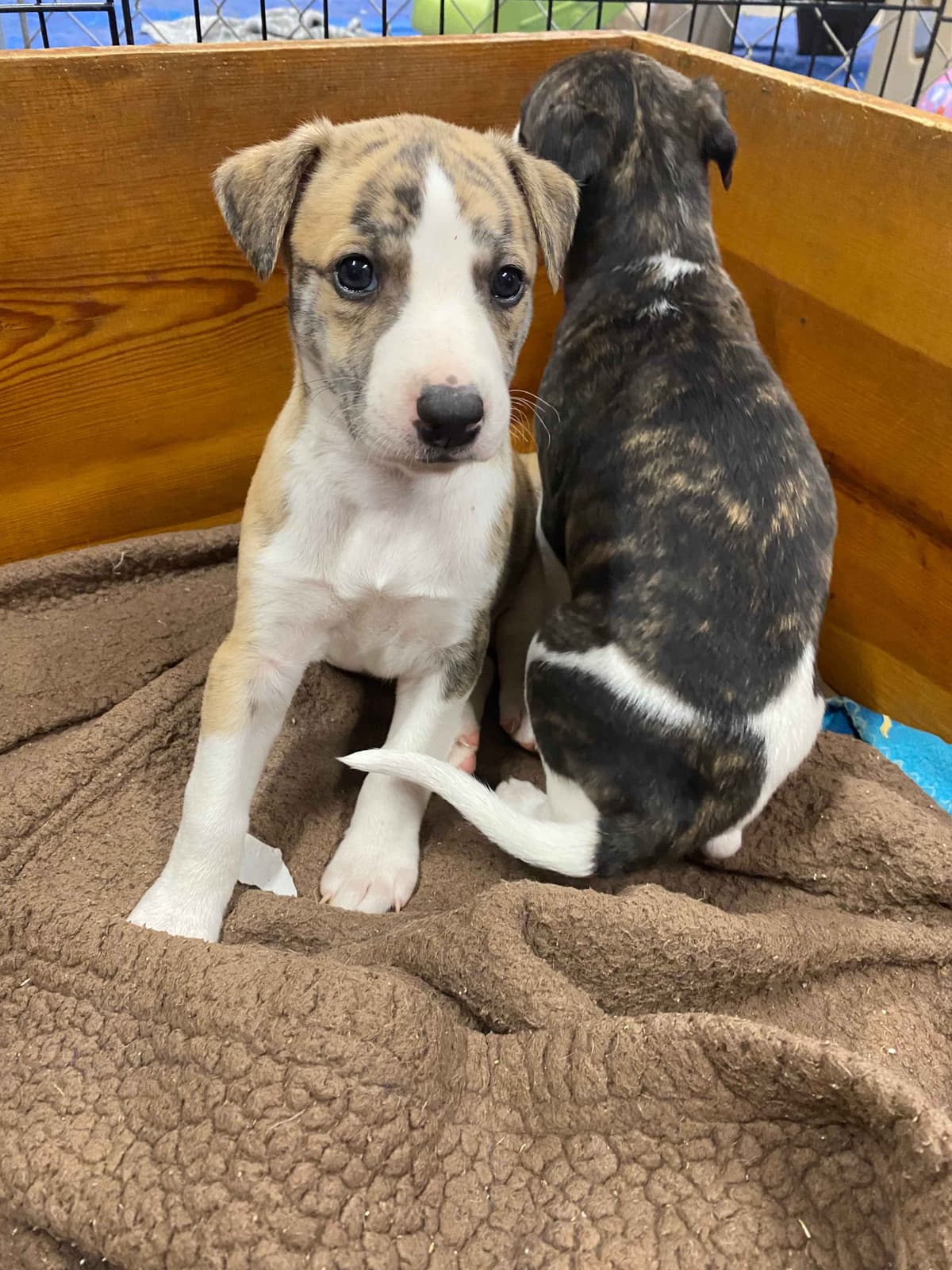 Whippet Puppies breeder image 13