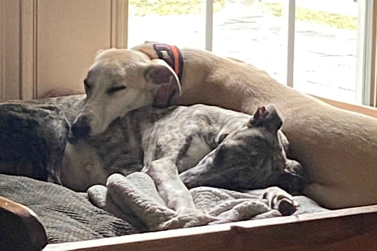 Whippet Puppies breeder image 15