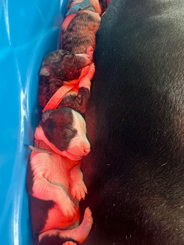 Whippet Puppies media 2
