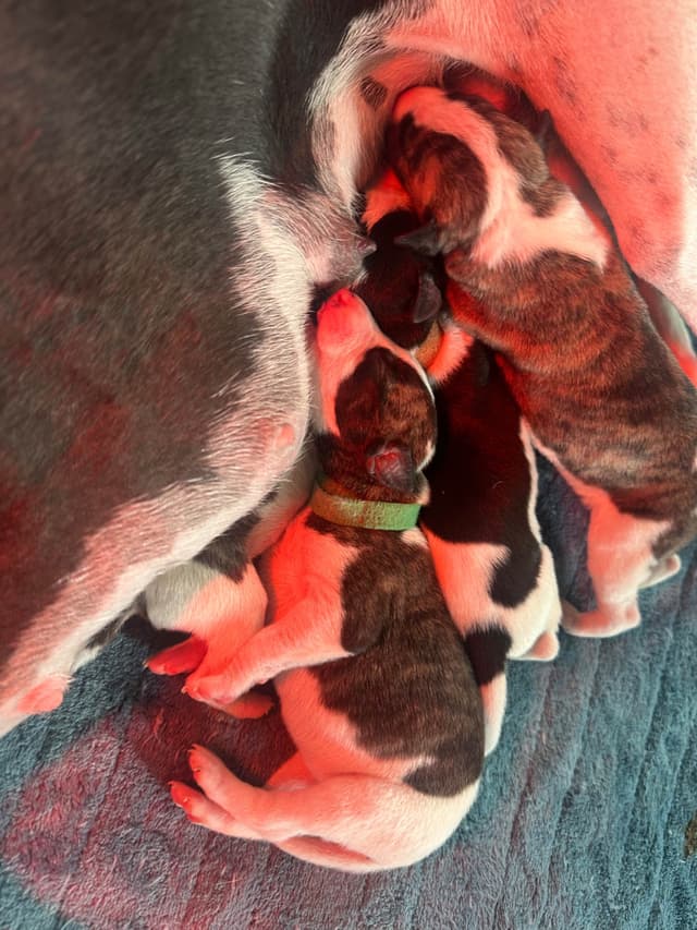 Whippet Puppies media 3