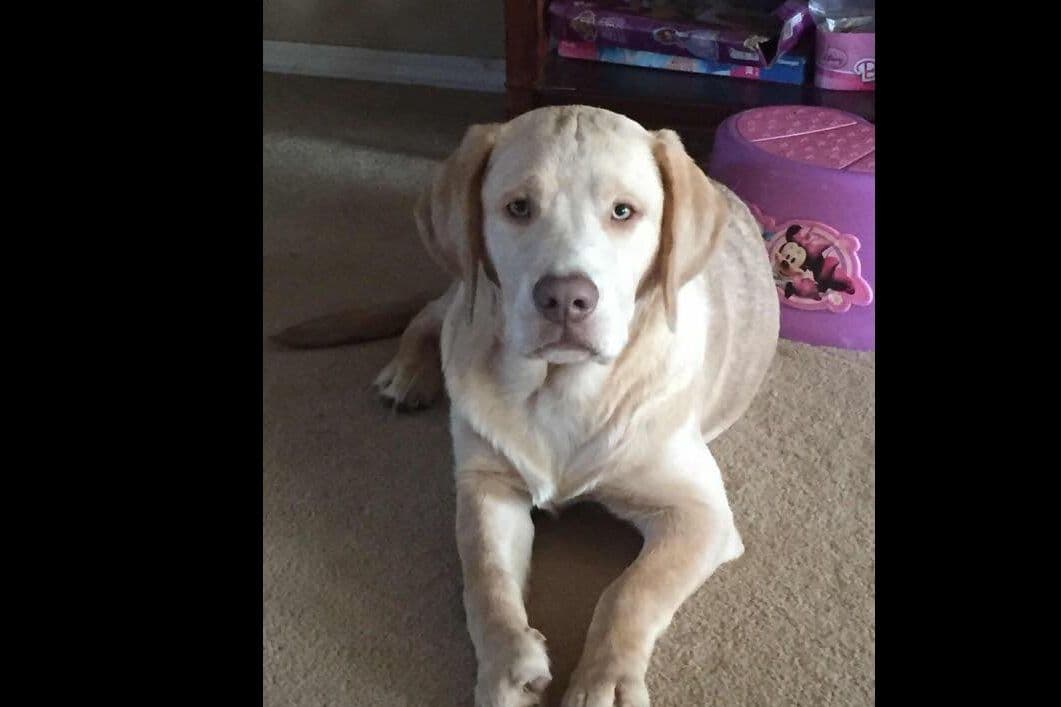 Labrador Retriever Puppies breeder image 2
