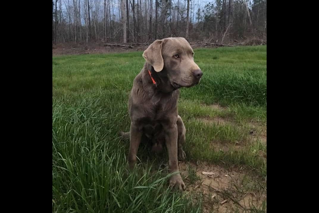 Labrador Retriever Puppies breeder image 3