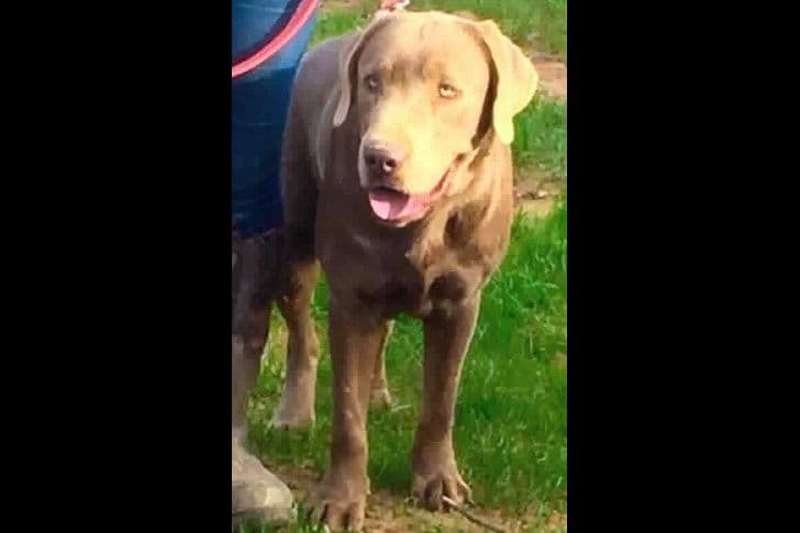 Labrador Retriever Puppies breeder image 4