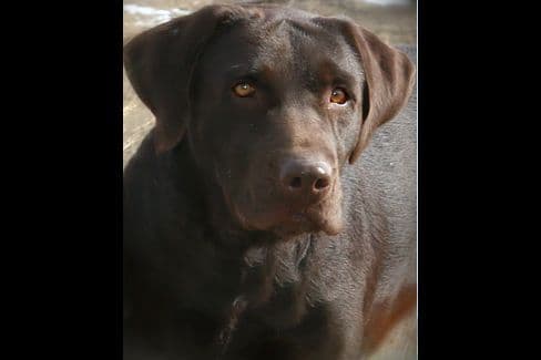 Labrador Retriever Puppies breeder image 5