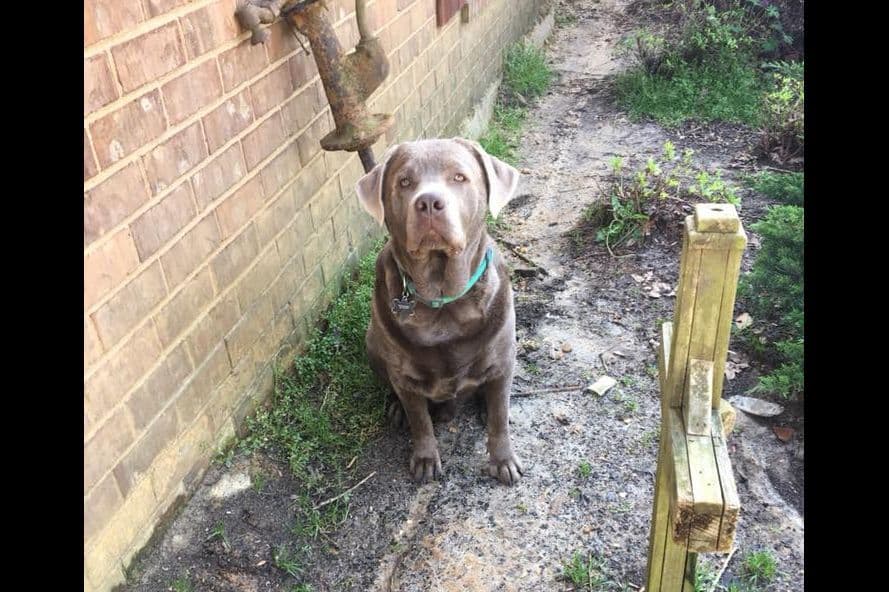 Labrador Retriever Puppies breeder image 8