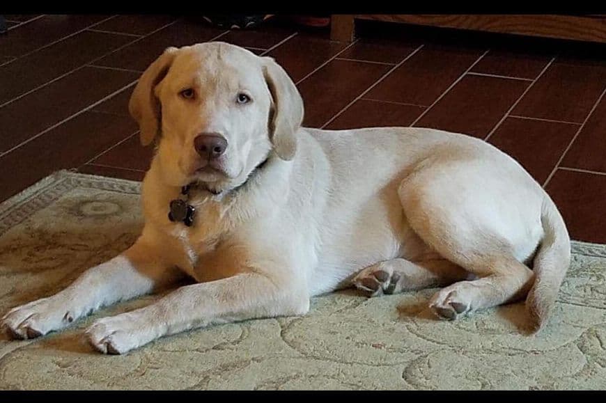 Labrador Retriever Puppies breeder image 9