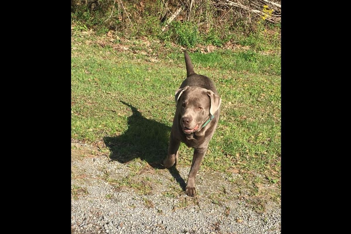 Labrador Retriever Puppies breeder image 11